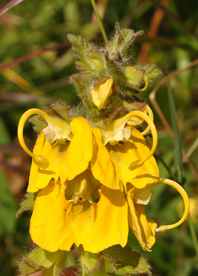 Image of Rhynchocorys orientalis specimen.