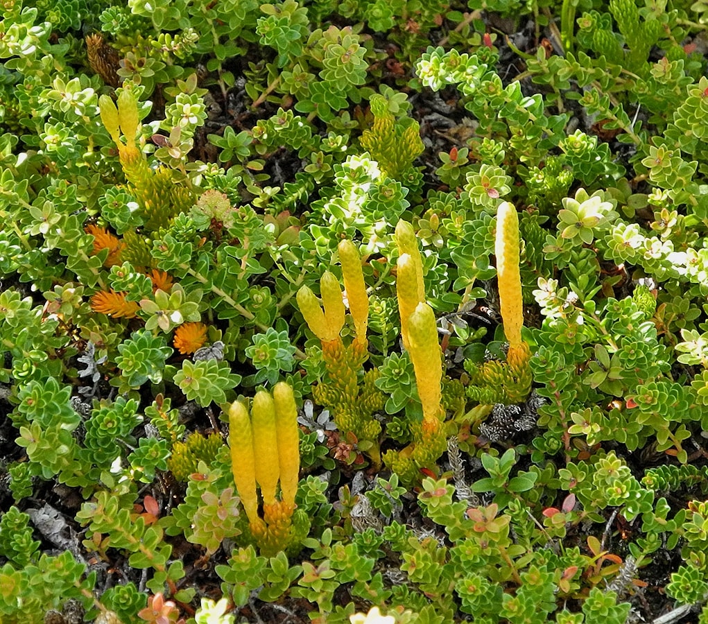 Изображение особи Lycopodium magellanicum.