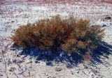 Halocnemum strobilaceum