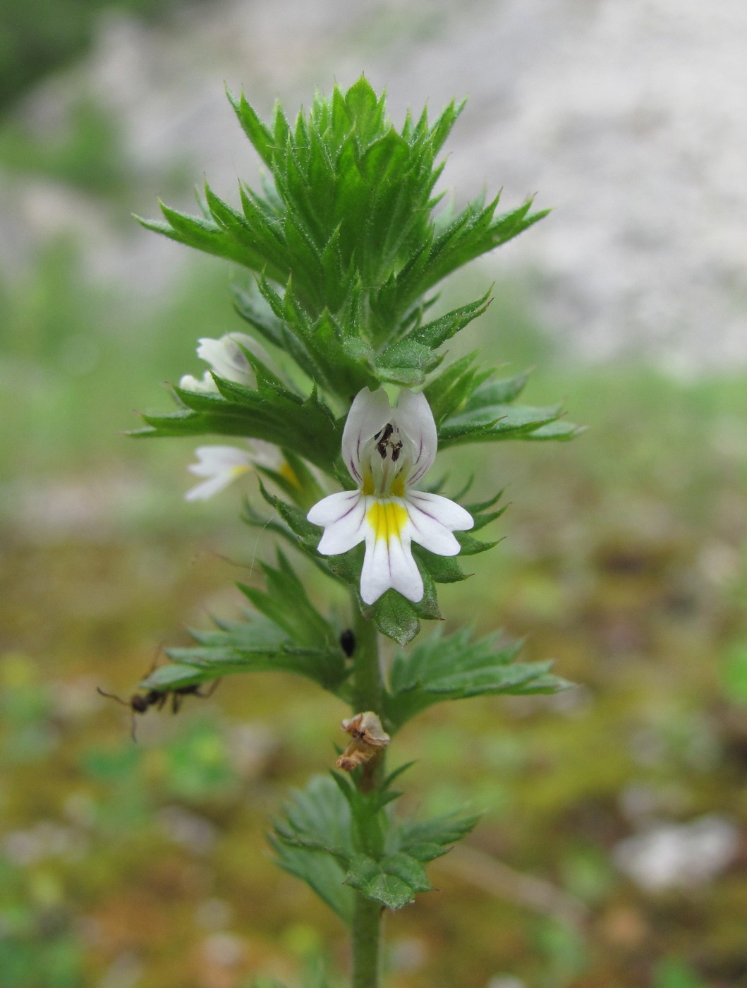 Image of Euphrasia caucasica specimen.