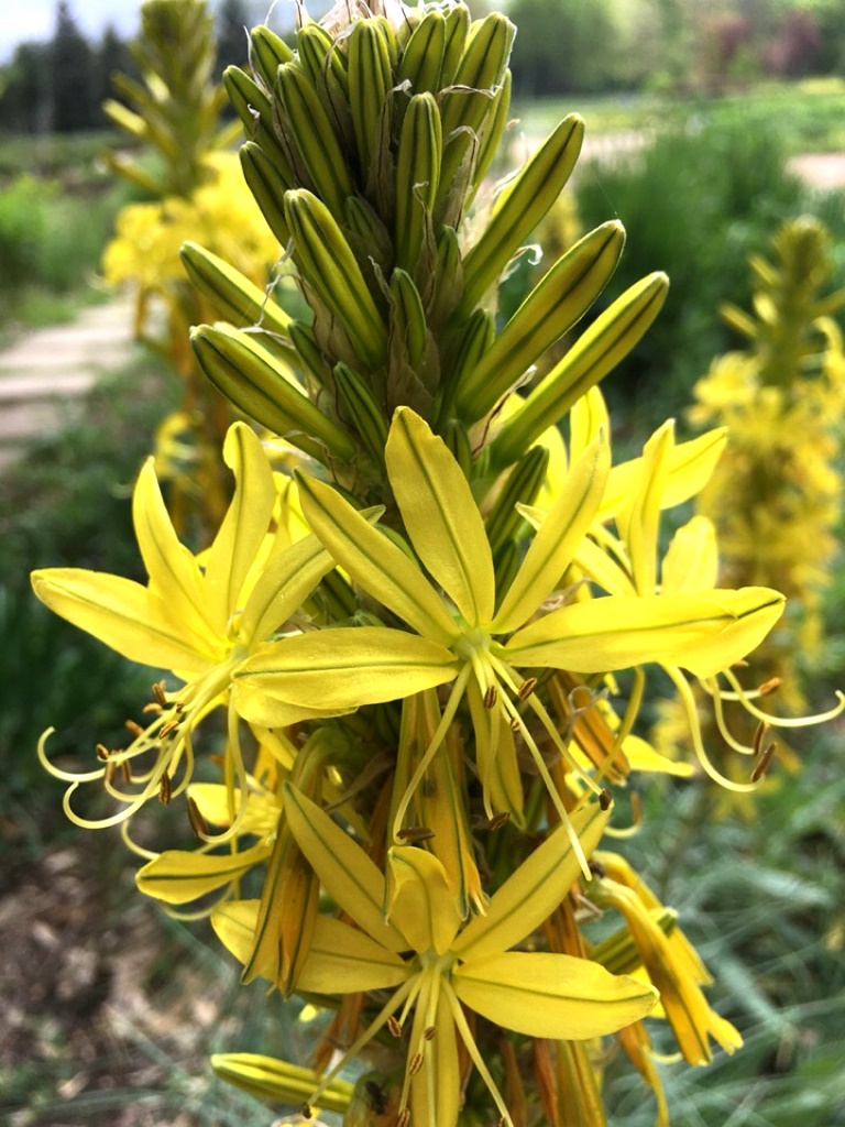 Изображение особи Asphodeline lutea.