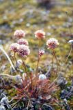 Armeria maritima. Соплодие. Чукотский автономный округ, остров Врангеля, бывш. пос. Звёздный. 04.09.2009.