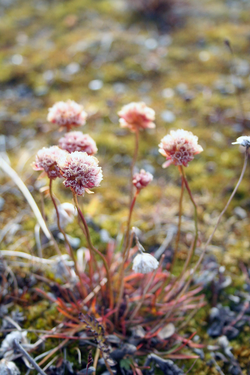 Изображение особи Armeria maritima.