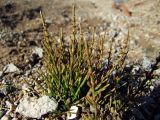 Equisetum arvense