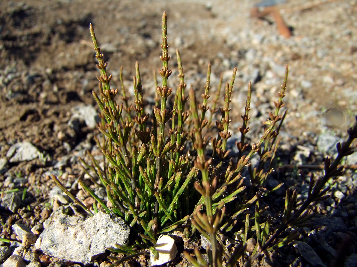 Изображение особи Equisetum arvense.