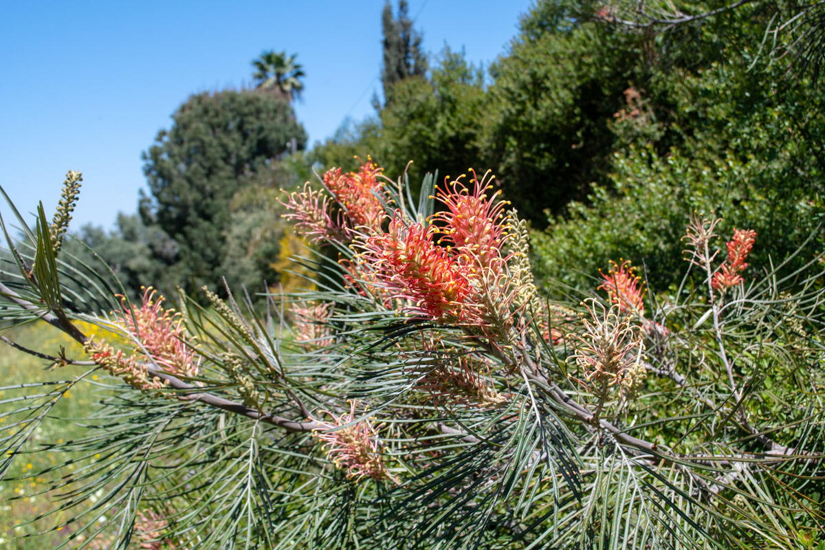 Изображение особи род Grevillea.