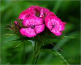 Dianthus barbatus