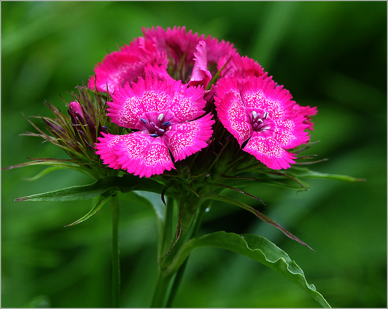 Изображение особи Dianthus barbatus.