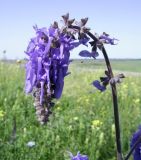 Salvia nutans