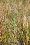 Lythrum salicaria. Цветущее растение. Краснодарский край, м/о город-герой Новороссийск, водосборная зона Суджукской лагуны, территория дендропарка НПИ КубГТУ, периодически затапливаемый ситниковый лужок. 07.07.2022.