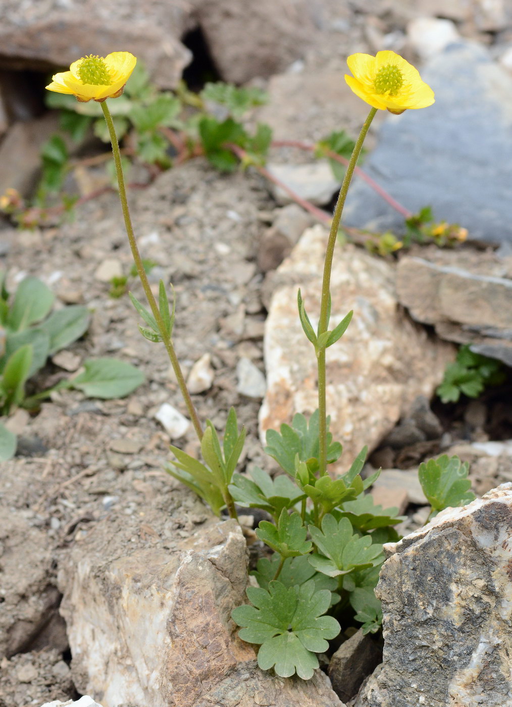 Изображение особи род Ranunculus.