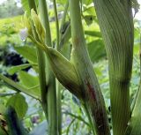 Archangelica officinalis. Разворачивающийся молодой лист. Чувашия, окр. г. Шумерля, пойма р. Сура, ниже устья р. Шумерлинка. 4 июня 2005 г.