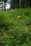 Inula salicina. Цветущие растения в сообществе с Veronica spicata, Galium, Dianthus versicolor, Trifolium montanum, Vincetoxicum hirundinaria. Республика Башкортостан, Белокатайский р-н, Белянковский сельсовет, окр. дер. Перевоз, долина р. Уфа, вершина Тимофеева Камня. 2 июля 2022 г.