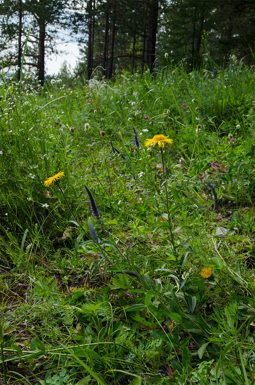 Изображение особи Inula salicina.