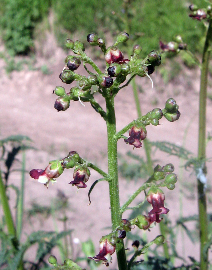 Изображение особи Scrophularia kiriloviana.