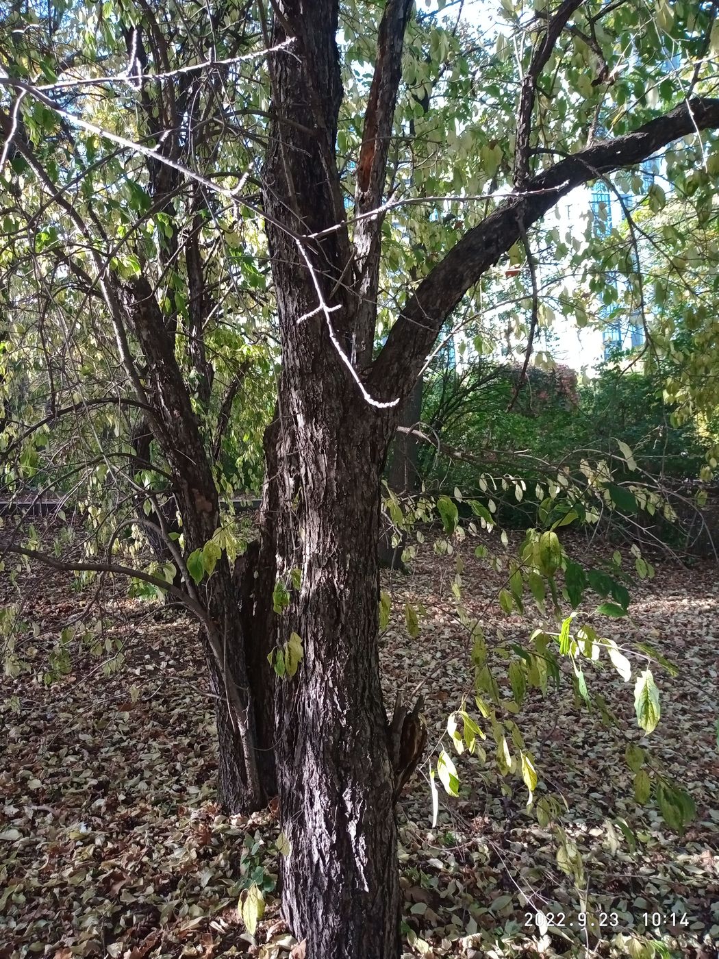 Image of Rhamnus cathartica specimen.