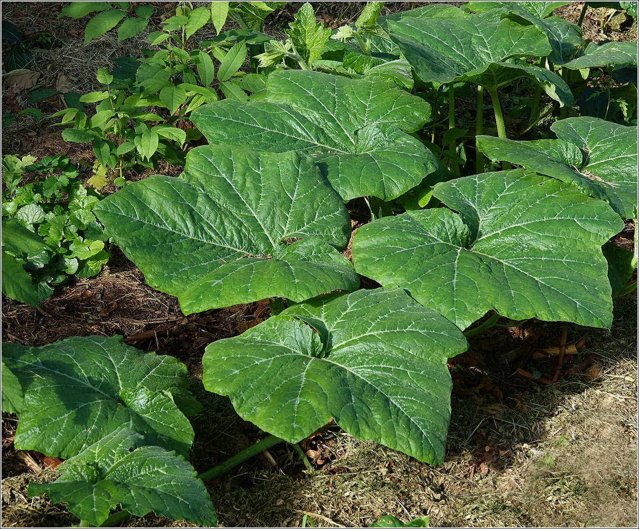Image of Cucurbita pepo specimen.