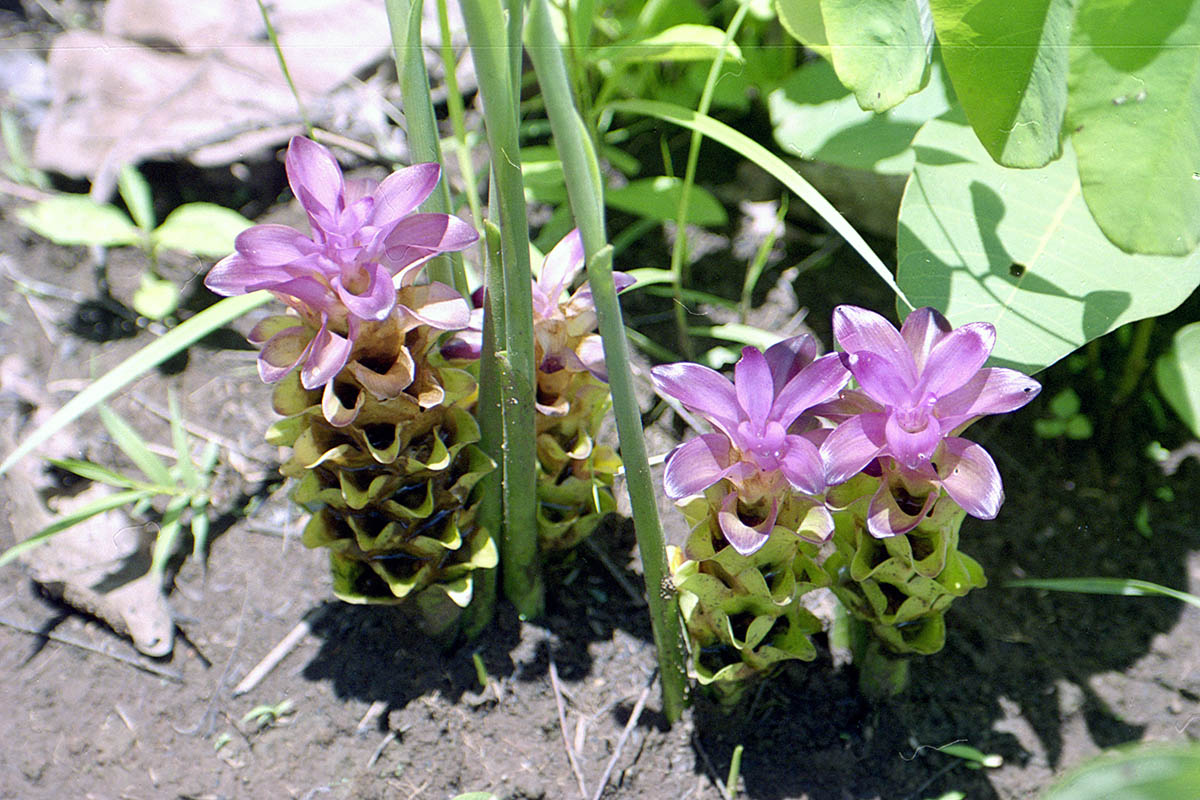 Image of genus Curcuma specimen.