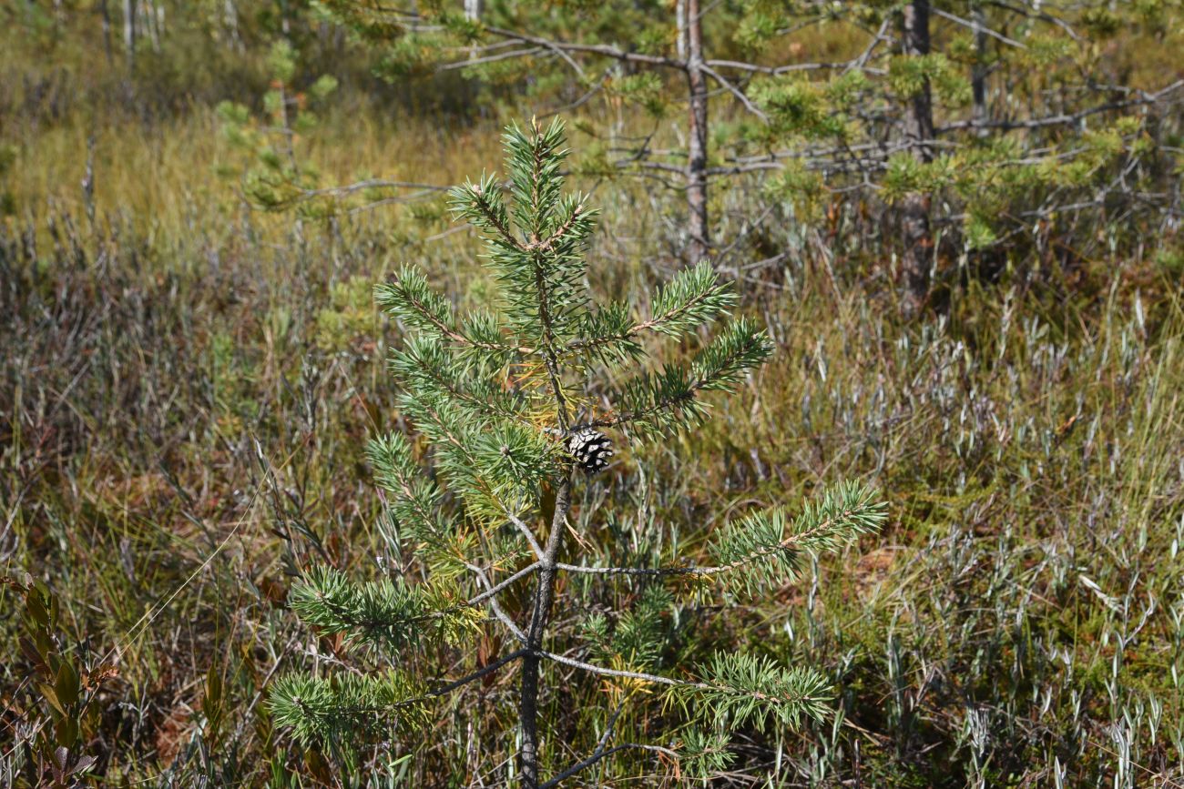 Image of Pinus sylvestris specimen.