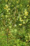 Rhinanthus vernalis. Верхушка цветущего и плодоносящего растения. Мурманская обл., Кольский р-н, долина р. Титовка ниже автодороги А138 Мурманск — Печенга, окр. Мельничных водопадов, верхняя часть склона долины, травяно-кустарничковый березняк, разнотравный луг на крутом склоне. 02.08.2022.