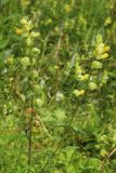 Rhinanthus vernalis