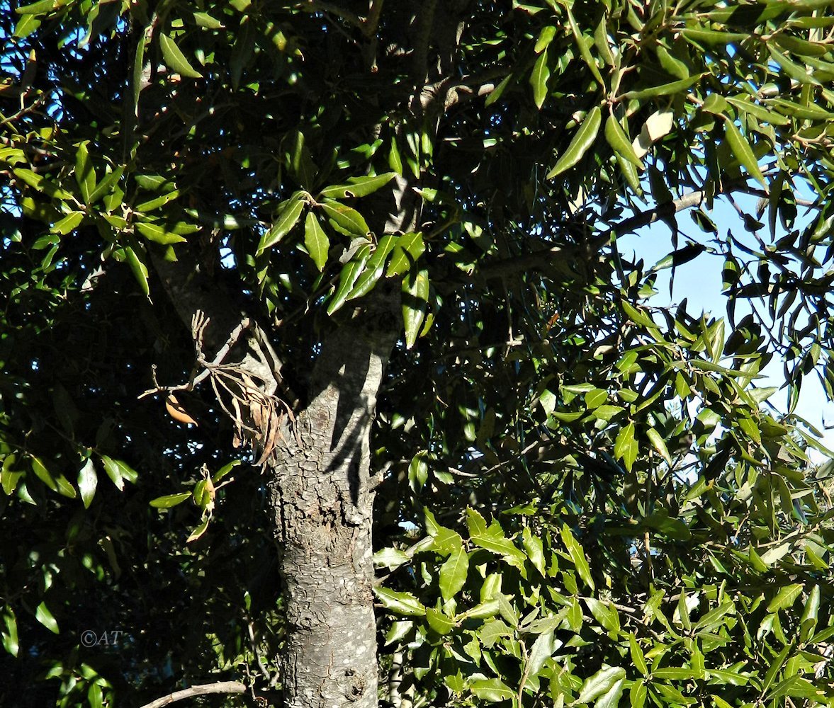 Изображение особи Quercus ilex.