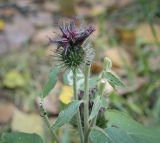 род Arctium. Верхушка цветущего растения (часть соцветий оборвана). Москва, ГБС РАН, берег пруда. 15.09.2022.