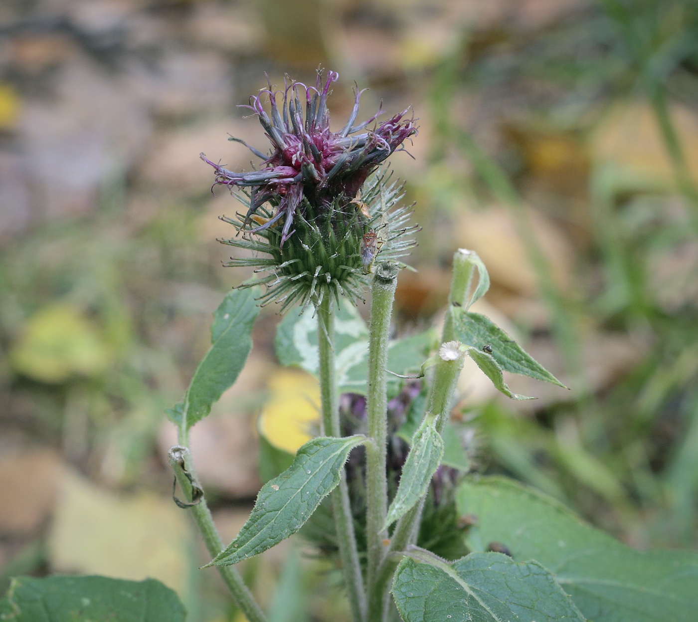 Изображение особи род Arctium.