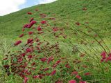 Sanguisorba tenuifolia