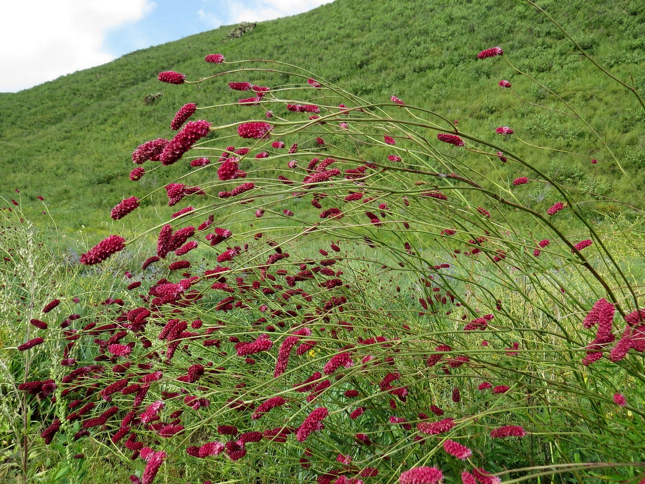 Image of Sanguisorba tenuifolia specimen.