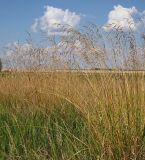 Festuca arundinacea. Засохшие побеги с соплодиями. Ульяновская обл., Мелекесский р-н, окр. с. Приморское, солоноватый луг в пойме старицы. 07.08.2022.