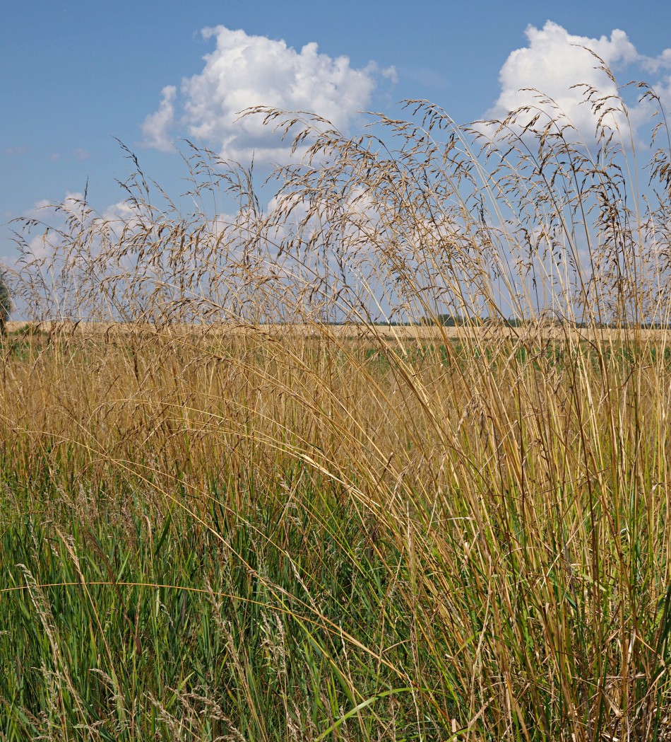 Image of Festuca arundinacea specimen.