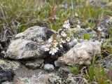 Euphrasia ossica. Цветущие растения. Карачаево-Черкесия, Урупский р-н, Кавказский биосферный заповедник, Имеретинские озёра, у оз. Буша, ≈ 2800 м н.у.м., в скальной расщелине. 27.07.2022.