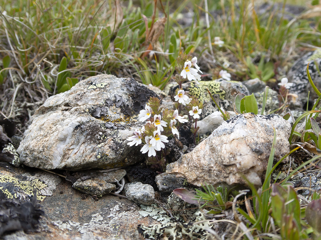 Изображение особи Euphrasia ossica.