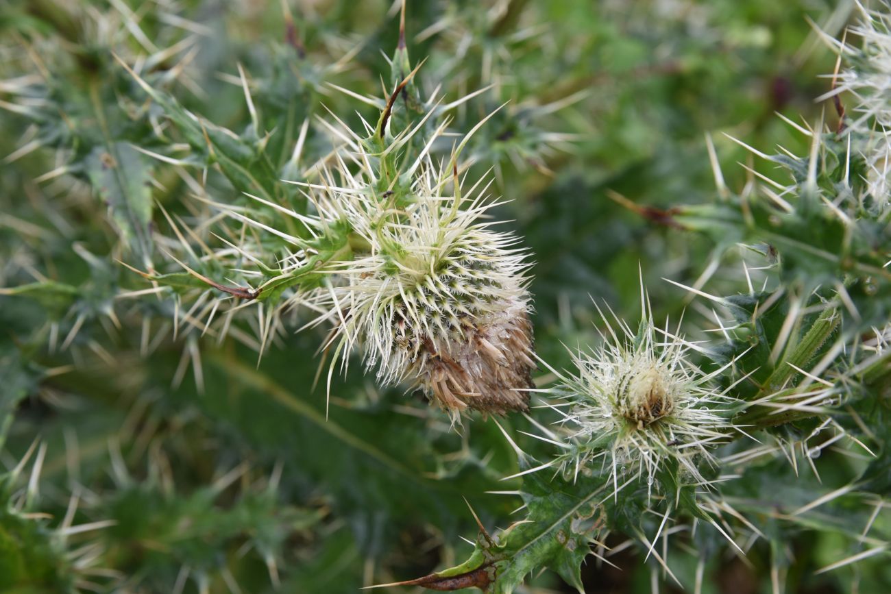 Изображение особи Cirsium echinus.