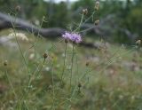 Centaurea caprina