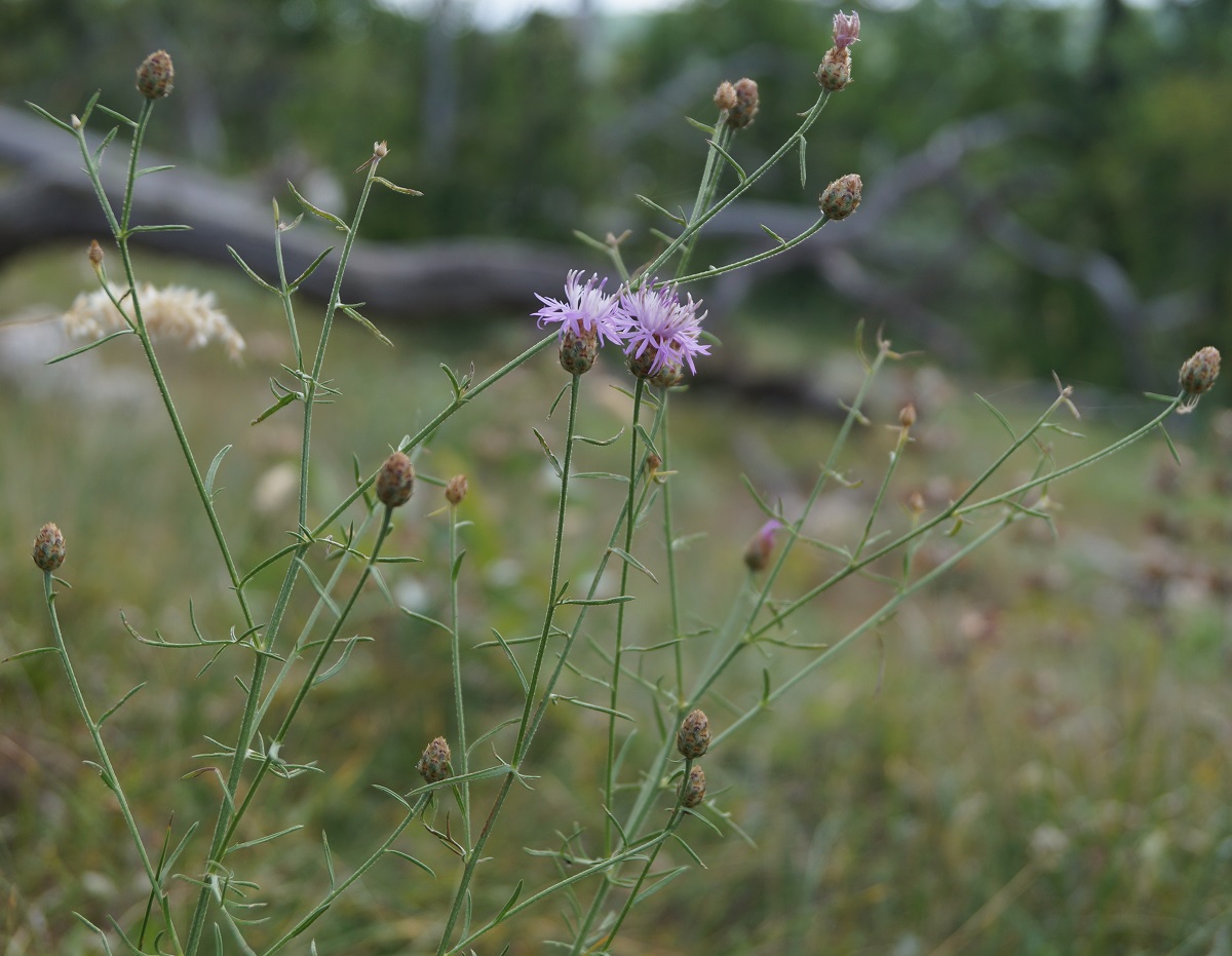 Image of Centaurea caprina specimen.