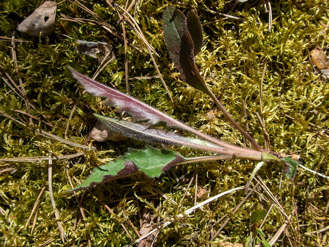 Image of genus Hieracium specimen.