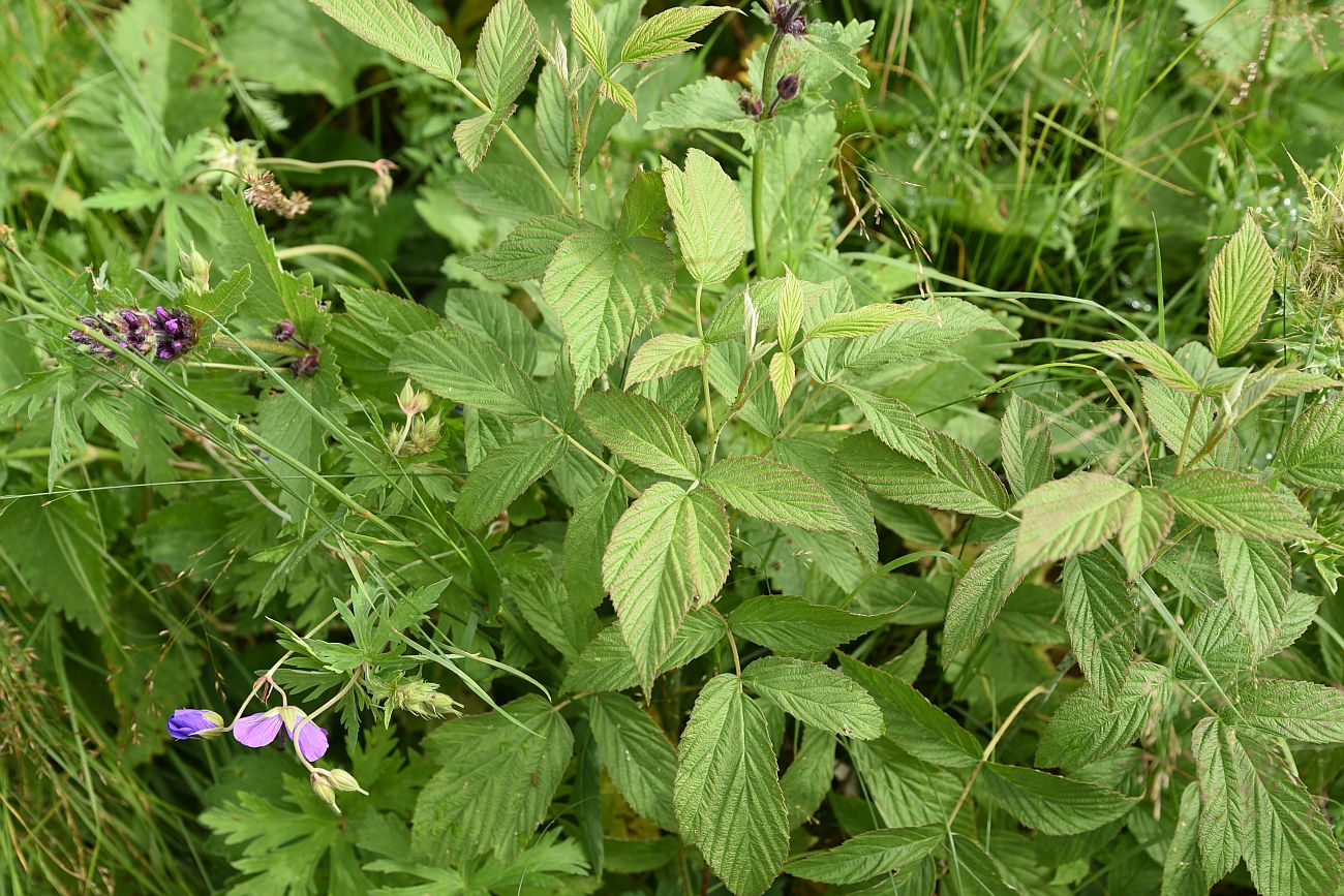 Изображение особи Rubus idaeus.