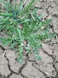 Capsella bursa-pastoris