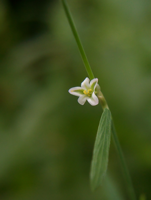 Изображение особи род Polygonum.