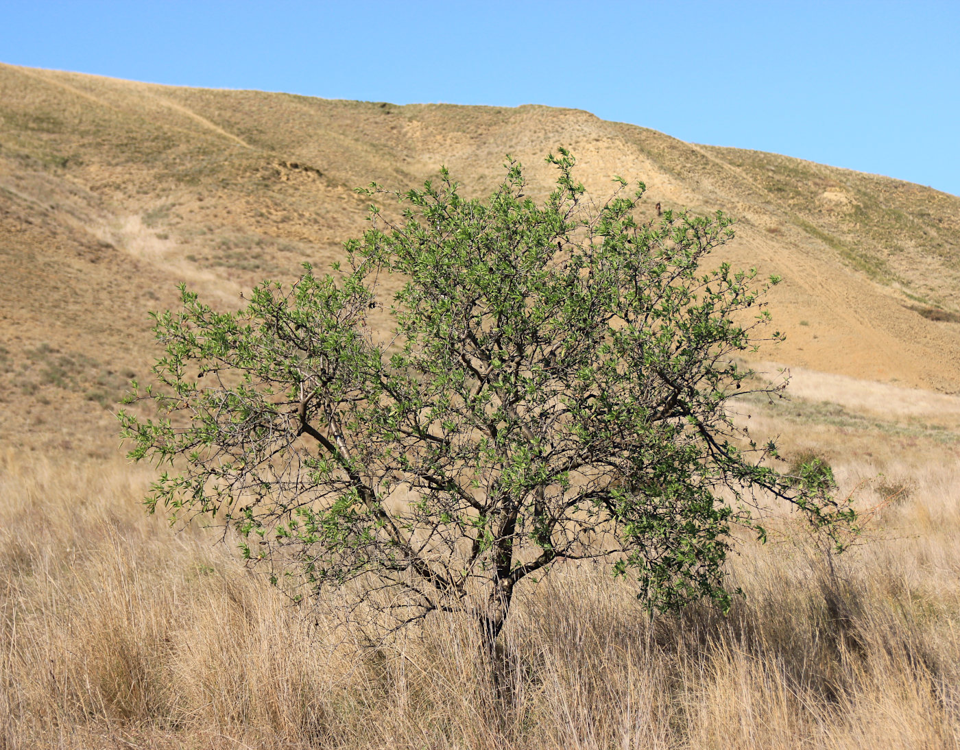 Изображение особи Amygdalus communis.