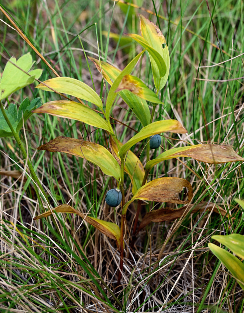 Изображение особи Polygonatum humile.