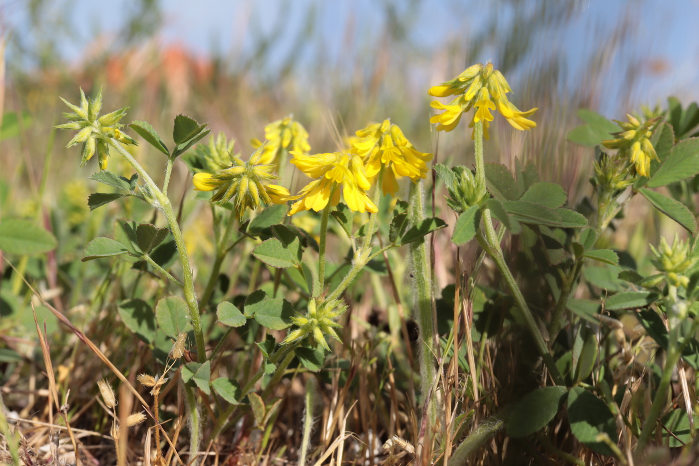 Изображение особи Trigonella spicata.