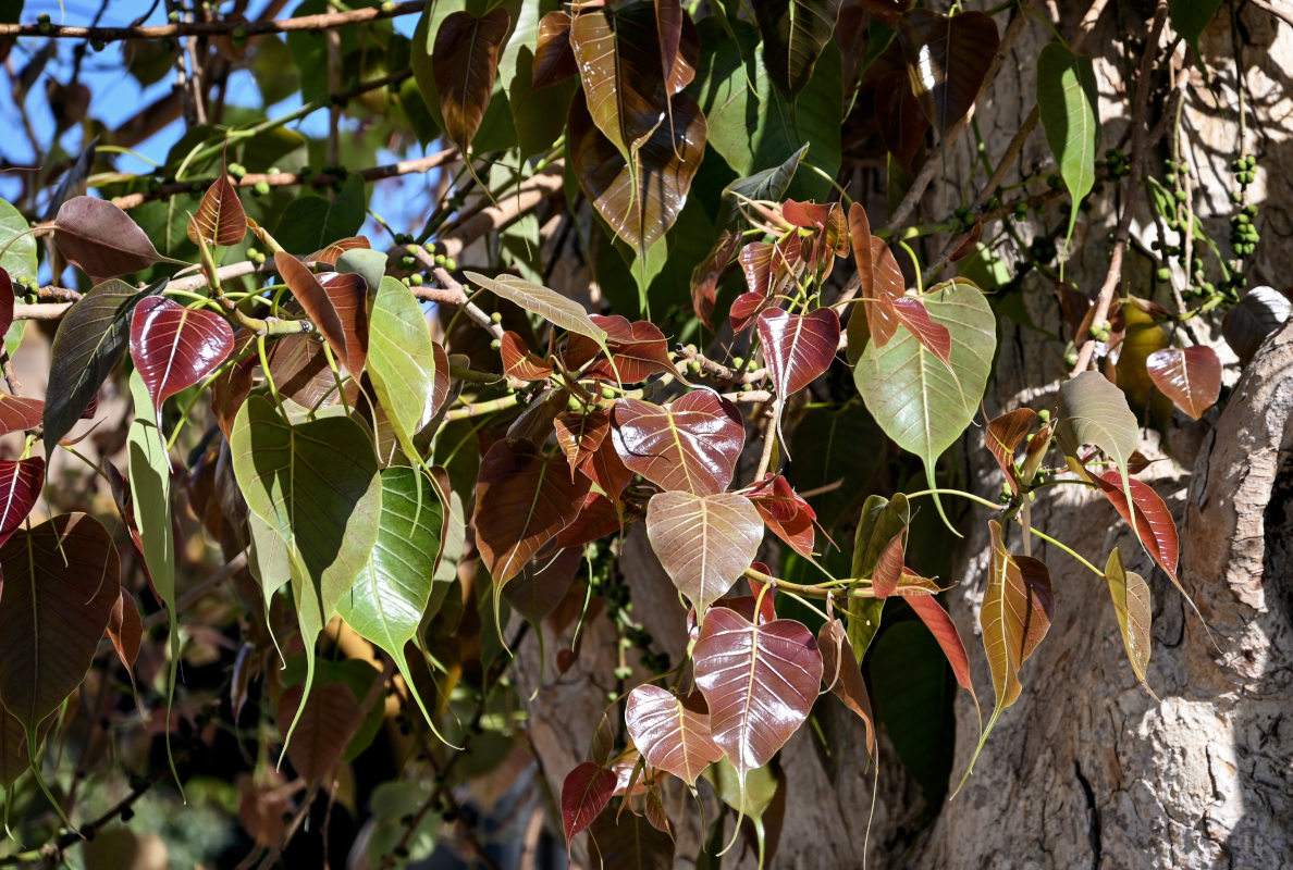 Изображение особи Ficus religiosa.