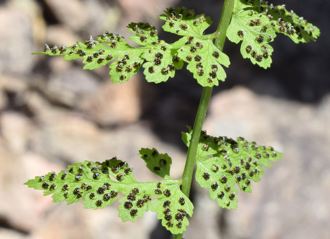 Изображение особи Cystopteris fragilis.