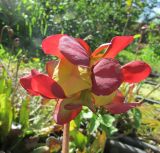 Sarracenia purpurea. \"Двойной\" цветок на фасциирующем цветоносе. Московская обл., Щёлковский р-н, в культуре. 15.06.2023.