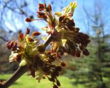 Acer negundo. Ветвь с соцветиями. Санкт-Петербург, Петергоф, парк. 03.05.2010.