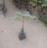 Ambrosia chamissonis. Побег. Чили, обл. Valparaiso, провинция Isla de Pascua, северо-восточная часть острова, бухта Anakena, закреплённые дюны. 09.03.2023.