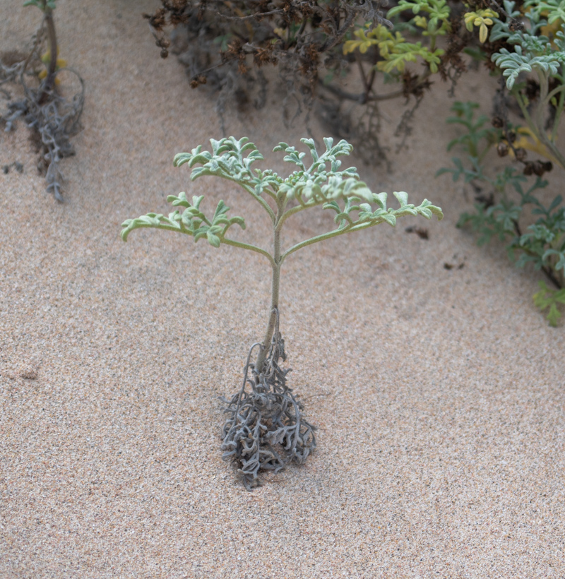 Изображение особи Ambrosia chamissonis.